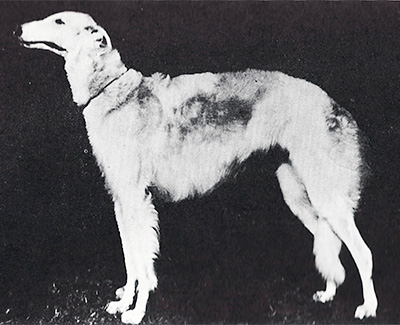 Top Best of Opposite Sex Borzoi 1960